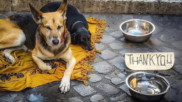 Ζωοτροφές για τα αδέσποτα ζώα από τον Δήμο Σπάτων – Αρτέμιδος