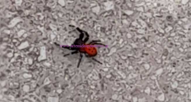 Αρτέμιδα : Εμφανίστηκαν αράχνες πασχαλίτσα – Eresus Cinnaberinus