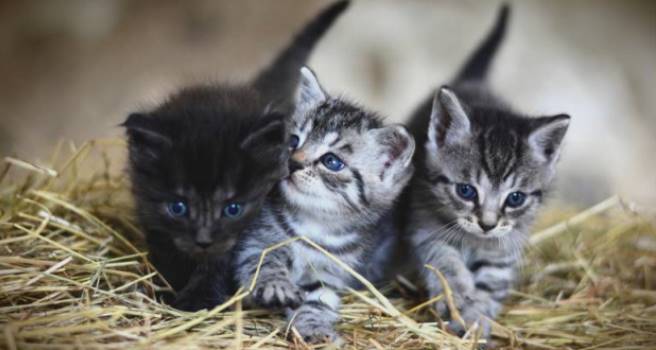 Τριήμερο δωρεάν στειρώσεων σε γάτες στον Δήμο Μαραθώνα