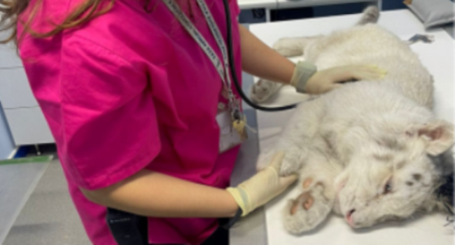 Ανακοίνωση για το λευκό τιγράκι που βρέθηκε από το Αττικό Πάρκο