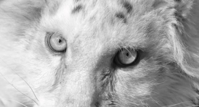 Έγινε ευθανασία στην μικρή λευκή τίγρη Χασιγιά – Ανακοίνωση